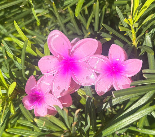 Caribbean Hair Clip